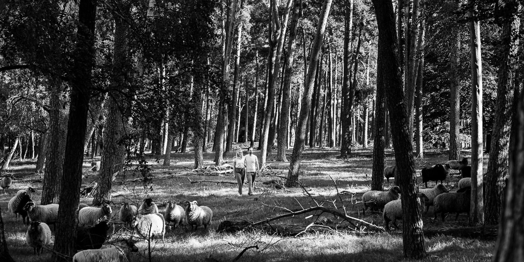 Zeist Schapen